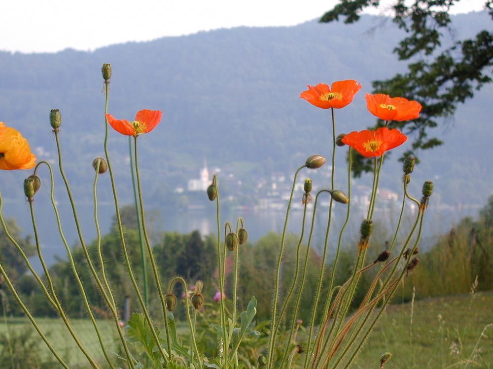 Landhaus Strussnighof Pörtschach am Wörthersee エクステリア 写真